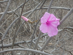 Ipomoea carnea