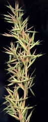 Cymbopogon nardus