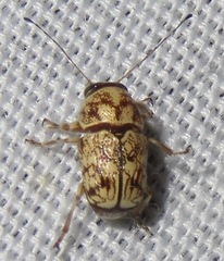 Pachybrachis chaoticus
