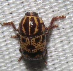 Cryptocephalus maccus