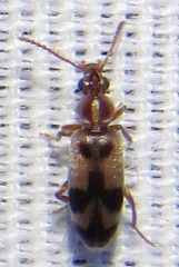 Notoxus haustrus