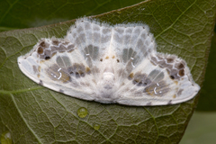 Leucoblepsis renifera