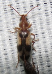 Notoxus haustrus