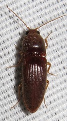 Horistonotus simplex