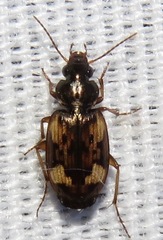 Tetragonoderus
