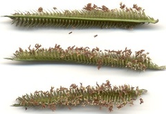 Dactyloctenium geminatum