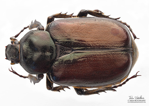 Osmoderma subplanata Casey, 1915