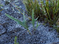 Othonna digitata