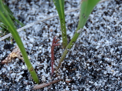 Othonna digitata