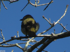 Andropadus importunus