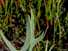 Othonna digitata