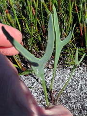 Othonna digitata