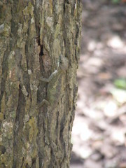 Diploderma polygonatum xanthostomum