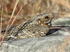 Caprimulgus madagascariensis
