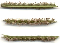 Dactyloctenium geminatum