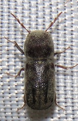 Dendrobiella aspera