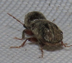 Dendrobiella aspera