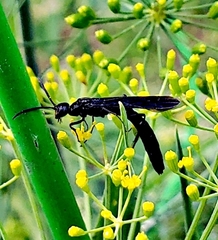 Phylloecus trimaculatus