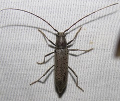 Osmidus guttatus