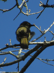 Andropadus importunus