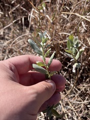 Ambrosia cheiranthifolia, photograph author not stated, no rights reserved