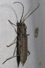 Osmidus guttatus