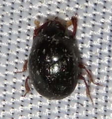 Pseudocanthon perplexus
