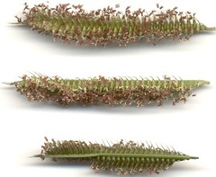 Dactyloctenium geminatum