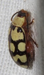 Alagoasa jacobiana