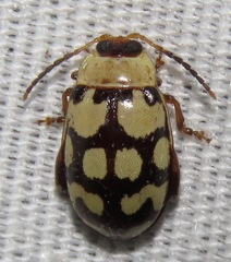 Alagoasa jacobiana