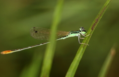 Agriocnemis femina