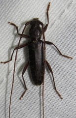 Stenelaphus alienus