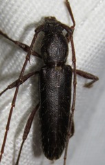 Stenelaphus alienus