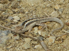 Microlophus occipitalis