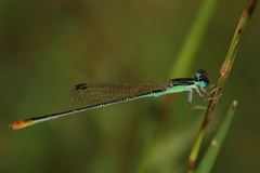 Agriocnemis pygmaea