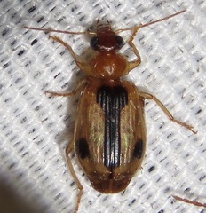 Lebia miranda