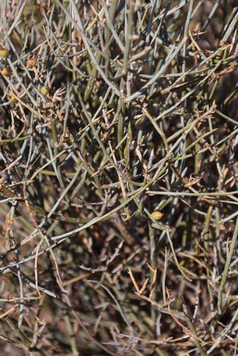 Image of Lacomucinaea lineata by (c) Tony Rebelo, some rights reserved (CC BY-SA)