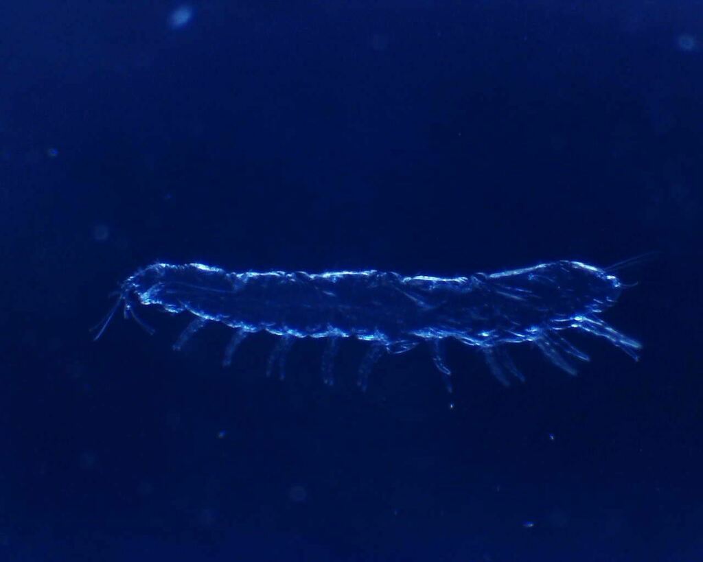 Decapauropus gracilis