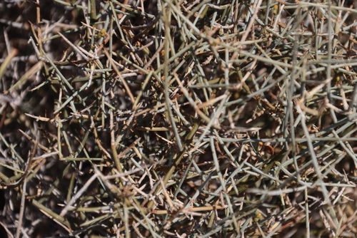 Image of Lacomucinaea lineata by (c) Tony Rebelo, some rights reserved (CC BY-SA)