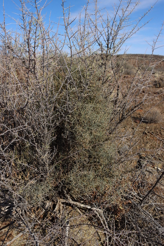 Image of Lacomucinaea lineata by (c) Tony Rebelo, some rights reserved (CC BY-SA)