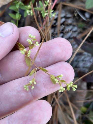 Image of Paronychia baldwinii by (c) Scott Cave, some rights reserved (CC BY)