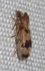 Notoxus calcaratus