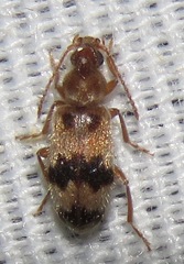 Notoxus calcaratus