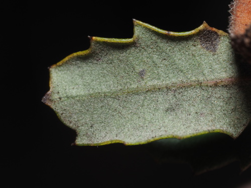 Quercus berberidifolia × dumosa