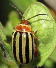 Kuschelina tenuilineata
