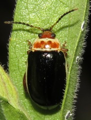 Kuschelina tenuilineata