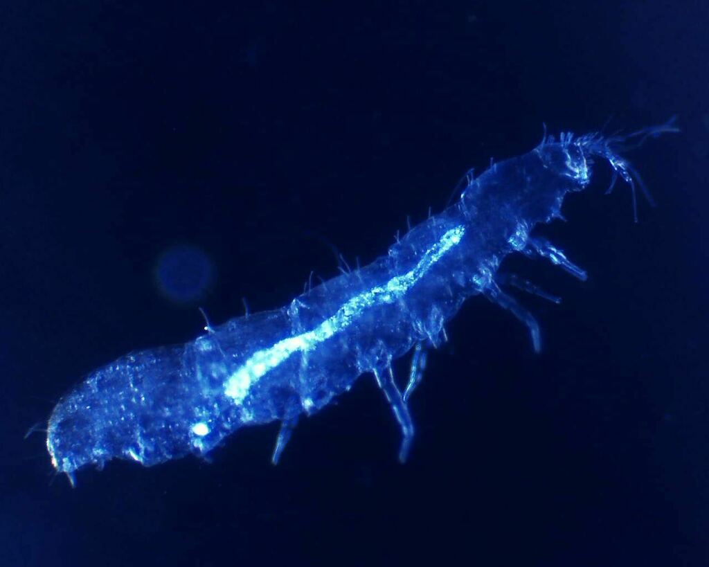 Stylopauropus pedunculatus