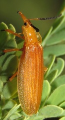 Lycus loripes