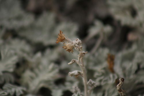 Image of Jacobaea leucophylla by (c) marius, some rights reserved (CC BY)