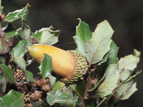 Quercus berberidifolia × dumosa
